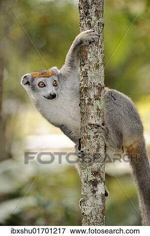 "Crowned Lemur (Eulemur coronatus), female hanging from a branch, Madagascar, Africa" View Large Photo Image Stock Photo - "Crowned Lemur (Eulemur coronatus), female hanging from a branch, Madagascar, Africa". Fotosearch