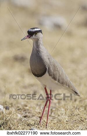 Stock Image - "Crowned plover (Vanellus coronatus), Etosha National Park, Namibia, Africa". Fotosearch