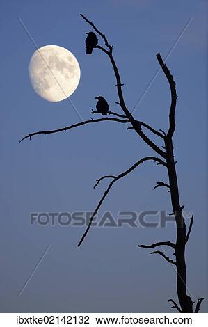 Stock Image - "Crows on an old tree with the moon, composing, Baden-Wuerttemberg, Germany, Europe". Fotosearch