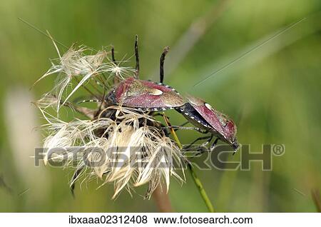 "Crucifer shield bugs, Cabbage bugs, Brassica bugs (Eurydema oleracea) on Dandelion clock (Taraxacum), Baikal, Siberia, Russian Federation, Eurasia" View Large Photo Image Stock Photo - "Crucifer shield bugs, Cabbage bugs, Brassica bugs (Eurydema oleracea) on Dandelion clock (Taraxacum), Baikal, Siberia, Russian Federation, Eurasia". Fotosearch