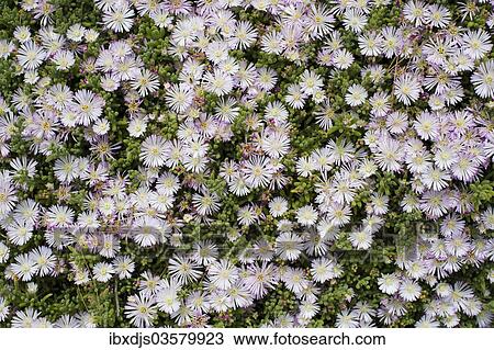 "Crystalline Iceplant (Mesembryanthemum crystallinum), Costa Brava, Spain, Europe" View Large Photo Image Stock Image - "Crystalline Iceplant (Mesembryanthemum crystallinum), Costa Brava, Spain, Europe". Fotosearch