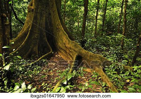 "Cuc Phuong National Park, Vietnam, Southeast Asia, Asia" View Large Photo Image Stock Image - "Cuc Phuong National Park, Vietnam, Southeast Asia, Asia". Fotosearch