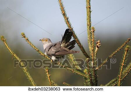 "Cuckoo (Cuculus canorus), Allgau, Bavaria, Germany, Europe" View Large Photo Image Stock Image - "Cuckoo (Cuculus canorus), Allgau, Bavaria, Germany, Europe". Fotosearch
