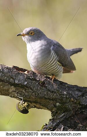 "Cuckoo (Cuculus canorus), Allgau, Bavaria, Germany, Europe" View Large Photo Image Stock Image - "Cuckoo (Cuculus canorus), Allgau, Bavaria, Germany, Europe". Fotosearch