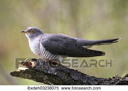 "Cuckoo (Cuculus canorus), Allgau, Bavaria, Germany, Europe" View Large Photo Image Stock Photography - "Cuckoo (Cuculus canorus), Allgau, Bavaria, Germany, Europe". Fotosearch