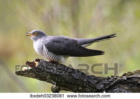 "Cuckoo (Cuculus canorus), calling, Allgau, Bavaria, Germany, Europe" View Large Photo Image Stock Image - "Cuckoo (Cuculus canorus), calling, Allgau, Bavaria, Germany, Europe". Fotosearch