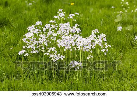 Stock Image - "Cuckoo Flower (Cardamine pratensis), Hesse, Germany, Europe". Fotosearch