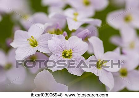 Stock Photo - "Cuckoo Flower (Cardamine pratensis), Hesse, Germany, Europe". Fotosearch