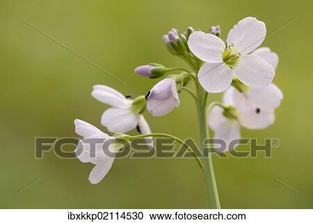 "Cuckoo Flower or Lady's Smock (Cardamine pratensis), in the alluvial forest of Leipzig, Saxony, Germany, Europe" View Large Photo Image Stock Image - "Cuckoo Flower or Lady's Smock (Cardamine pratensis), in the alluvial forest of Leipzig, Saxony, Germany, Europe". Fotosearch