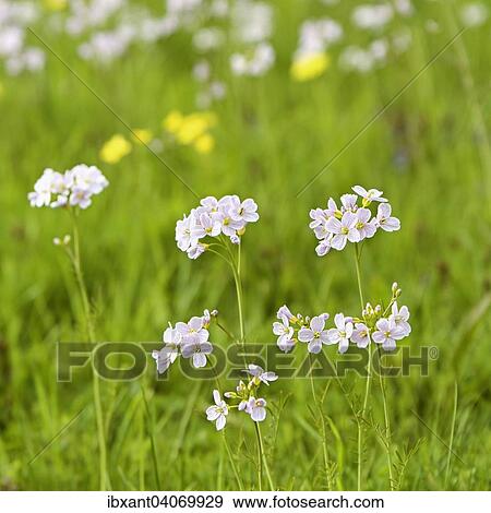 "Cuckooflower or Lady's Smock (Cardamine pratensis) growing in a marsh area, North Rhine-Westphalia, Germany, Europe" View Large Photo Image Stock Photo - "Cuckooflower or Lady's Smock (Cardamine pratensis) growing in a marsh area, North Rhine-Westphalia, Germany, Europe". Fotosearch