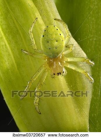 "Cucumber Green Spider (Araniella cucurbitina), young animal on a Bearded Iris (Iris germanica), macro shot, Baden-Wurttemberg, Germany, Europe" View Large Photo Image Stock Photo - "Cucumber Green Spider (Araniella cucurbitina), young animal on a Bearded Iris (Iris germanica), macro shot, Baden-Wurttemberg, Germany, Europe". Fotosearch