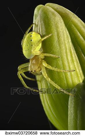 Stock Photo - "Cucumber Green Spider (Araniella cucurbitina), young animal on a Bearded Iris (Iris germanica), macro shot, Baden-Wurttemberg, Germany, Europe". Fotosearch