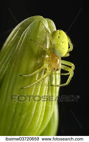 Stock Photo - "Cucumber Green Spider (Araniella cucurbitina), young animal on a Bearded Iris (Iris germanica), macro shot, Baden-Wurttemberg, Germany, Europe". Fotosearch
