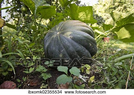 "Cucurbit (Cucurbita moschata), Stuttgart, Baden-Wuerttemberg, Germany, Europe" View Large Photo Image Picture - "Cucurbit (Cucurbita moschata), Stuttgart, Baden-Wuerttemberg, Germany, Europe". Fotosearch