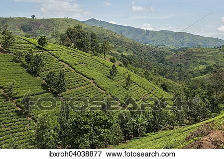 "Cultivated fields on a slope, Uganda, Africa" View Large Photo Image Stock Photo - "Cultivated fields on a slope, Uganda, Africa". Fotosearch