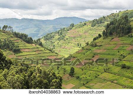 "Cultivated fields on slopes, Uganda, Africa" View Large Photo Image Stock Image - "Cultivated fields on slopes, Uganda, Africa". Fotosearch