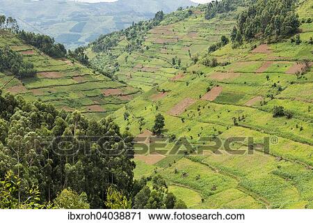 "Cultivated fields on slopes, Uganda, Africa" View Large Photo Image Stock Image - "Cultivated fields on slopes, Uganda, Africa". Fotosearch