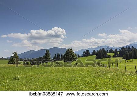 "Cultivated landscape, Oberammergau Alps at the back, near Buching, Halblech, Allgau, Ostallgau, Bavaria, Germany, Europe" View Large Photo Image Stock Photo - "Cultivated landscape, Oberammergau Alps at the back, near Buching, Halblech, Allgau, Ostallgau, Bavaria, Germany, Europe". Fotosearch