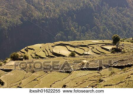 "Cultivated landscape, rice fields layed out as terraces at the edge of an abyss, Annapurna Conservation Area, Nepal, Asia" View Large Photo Image Stock Photography - "Cultivated landscape, rice fields layed out as terraces at the edge of an abyss, Annapurna Conservation Area, Nepal, Asia". Fotosearch
