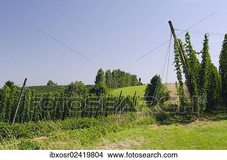 "Cultivation of Hops (Humulus lupulus) in the Hallertau area, Mainburg, Bavaria, Germany, Europe" View Large Photo Image Picture - "Cultivation of Hops (Humulus lupulus) in the Hallertau area, Mainburg, Bavaria, Germany, Europe". Fotosearch
