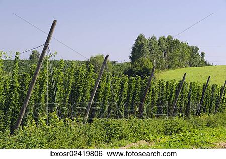 "Cultivation of Hops (Humulus lupulus) in the Hallertau area, Mainburg, Bavaria, Germany, Europe" View Large Photo Image Stock Photograph - "Cultivation of Hops (Humulus lupulus) in the Hallertau area, Mainburg, Bavaria, Germany, Europe". Fotosearch
