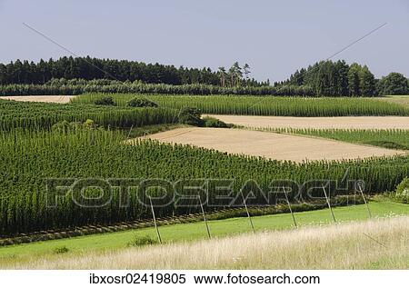 "Cultivation of Hops (Humulus lupulus) in the Hallertau area, Mainburg, Bavaria, Germany, Europe" View Large Photo Image Stock Photography - "Cultivation of Hops (Humulus lupulus) in the Hallertau area, Mainburg, Bavaria, Germany, Europe". Fotosearch