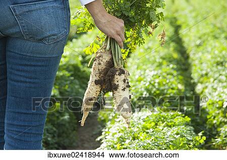 Picture - Cultivation of radish in a field. Fotosearch