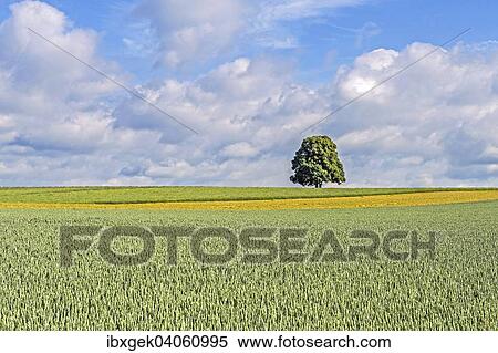 "Cultural landscape, Upper Palatinate, Bavaria, Germany, Europe" View Large Photo Image Stock Photography - "Cultural landscape, Upper Palatinate, Bavaria, Germany, Europe". Fotosearch