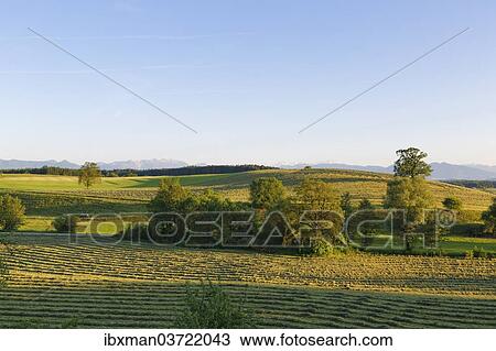 "Cultural landscape with mown meadows, Alpine Foothills, Eberfing, Upper Bavaria, Bavaria, Germany, Europe" View Large Photo Image Stock Image - "Cultural landscape with mown meadows, Alpine Foothills, Eberfing, Upper Bavaria, Bavaria, Germany, Europe". Fotosearch