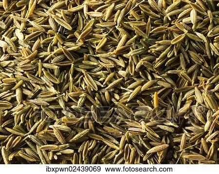 Stock Photo - Cumin. Fotosearch