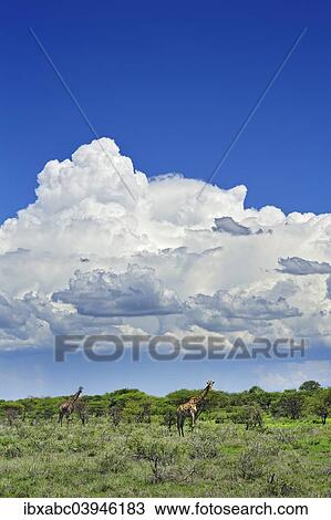 Stock Image - "Cumulus clouds and Giraffes (Giraffa camelopardalis), Etosha National Park, Namibia, Africa". Fotosearch