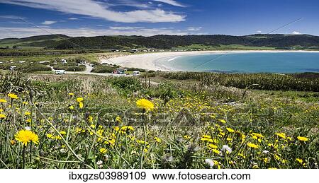 Stock Photo - "Curio Bay, The Catlins, South Island, New Zealand, Oceania". Fotosearch