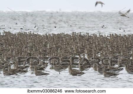 Stock Photograph - "Curlews (Numenius arquata), flock, East Frisian Islands, East Frisia, Lower Saxony, Germany, Europe". Fotosearch