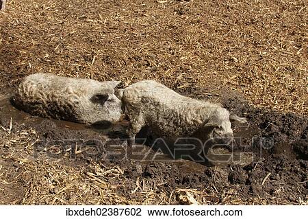 "Curly-hair hogs or Mangalica pigs wallowing in mud, organic husbandry, Hungary, Europe" View Large Photo Image Stock Image - "Curly-hair hogs or Mangalica pigs wallowing in mud, organic husbandry, Hungary, Europe". Fotosearch