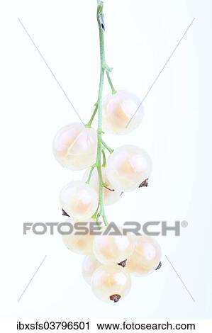 "Currants, Weisse Versailler variety" View Large Photo Image Stock Image - "Currants, Weisse Versailler variety". Fotosearch
