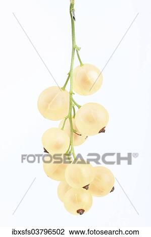 Stock Image - "Currants, Weisse Versailler variety". Fotosearch