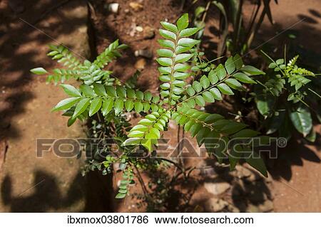 Stock Photograph - "Curry leaves, Sri Lanka, Asia". Fotosearch