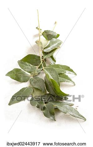 Stock Photo - Curry leaves. Fotosearch