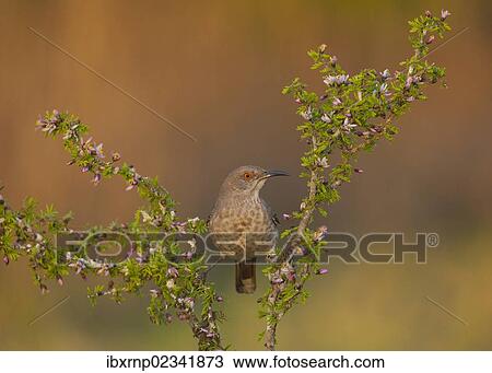 Stock Image - "Curve-billed Thrasher (Toxostoma curvirostre), adult perched on blossoming shrub, Starr County, Rio Grande Valley, South Texas, USA". Fotosearch