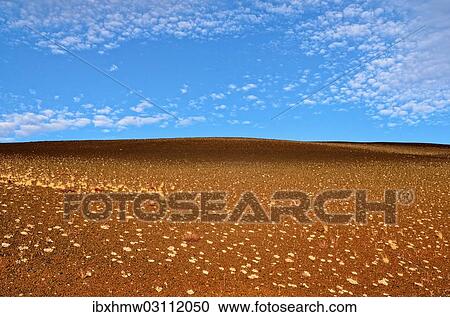"Cushion buckwheat (Eriogonum ovalifolium), Inferno Cone, Craters of the Moon, Highway 20y, Idaho, United States, North America" View Large Photo Image Stock Image - "Cushion buckwheat (Eriogonum ovalifolium), Inferno Cone, Craters of the Moon, Highway 20y, Idaho, United States, North America". Fotosearch