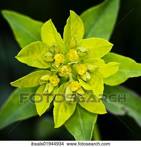 Cushion spurge (Euphorbia epithymoides) View Large Photo Image Picture - Cushion spurge (Euphorbia epithymoides). Fotosearch