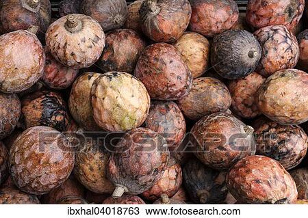 "Custard apple (Annona reticulata), Reunion, France, Africa" View Large Photo Image Stock Image - "Custard apple (Annona reticulata), Reunion, France, Africa". Fotosearch