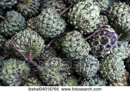 "Custard apples (Annona squamosa), Reunion, France, Africa" View Large Photo Image Stock Photography - "Custard apples (Annona squamosa), Reunion, France, Africa". Fotosearch