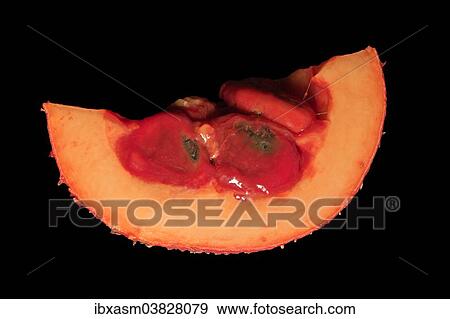 Stock Photo - "Cut Gac fruit (Momordica cochinchinensis), Chiang Mai, Thailand, Asia". Fotosearch