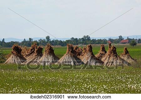 "Cut reeds, Burgenland, Austria, Europe" View Large Photo Image Stock Image - "Cut reeds, Burgenland, Austria, Europe". Fotosearch