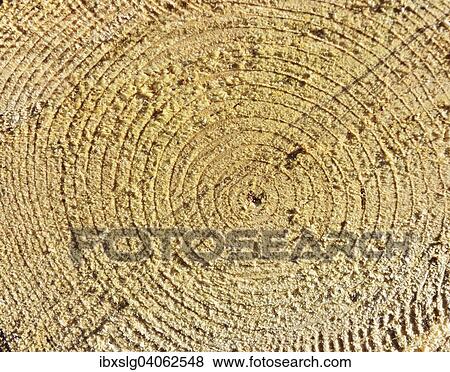 "Cut Spruce trunk (Abies picata), Bavaria, Germany, Europe" View Large Photo Image Stock Photo - "Cut Spruce trunk (Abies picata), Bavaria, Germany, Europe". Fotosearch