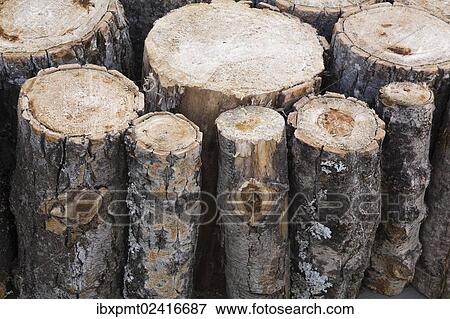 "Cut tree logs, Old Montreal, Quebec, Canada, North America" View Large Photo Image Stock Photo - "Cut tree logs, Old Montreal, Quebec, Canada, North America". Fotosearch