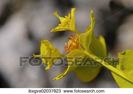 Stock Image - "Cyathia of Gopher Spurge or Upright Myrtle Spurge (Euphorbia rigida), Mediterranean region". Fotosearch