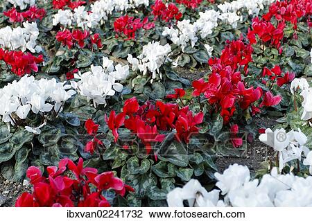 Cyclamen (Cyclamen cilicium) in white and red lines in a flower bed View Large Photo Image Stock Image - Cyclamen (Cyclamen cilicium) in white and red lines in a flower bed. Fotosearch