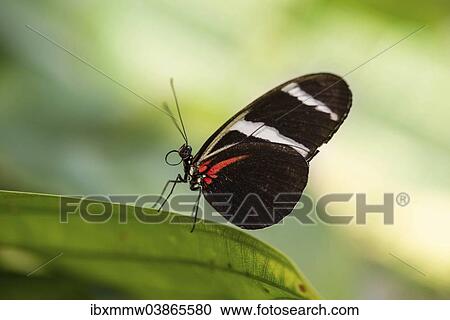 "Cydno Longwing (Heliconius cydno) perched on a leaf, captive, Munich" View Large Photo Image Stock Image - "Cydno Longwing (Heliconius cydno) perched on a leaf, captive, Munich". Fotosearch